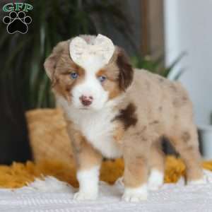 Outback, Miniature Australian Shepherd Puppy